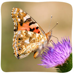 Insect Lore alimentador en forma de flor con sobres de néctar, práctico y limpio