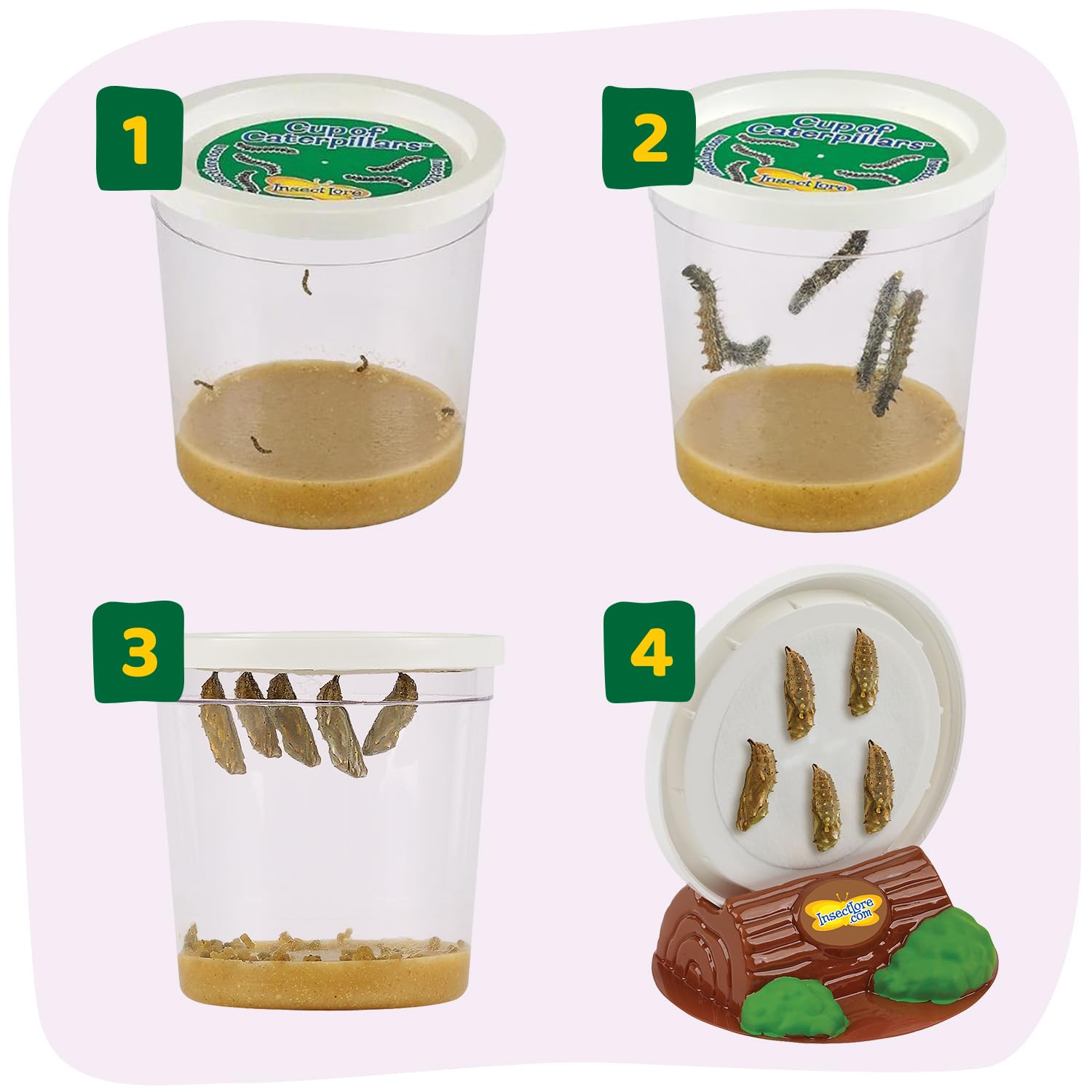 Insect Lore crisálida en soporte Chrys-A-Lid, protege durante la transformación