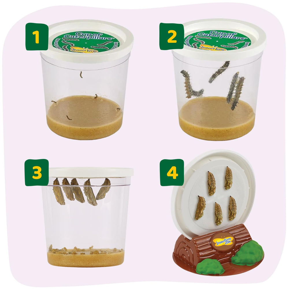 Insect Lore crisálida en soporte Chrys-A-Lid, protege durante la transformación