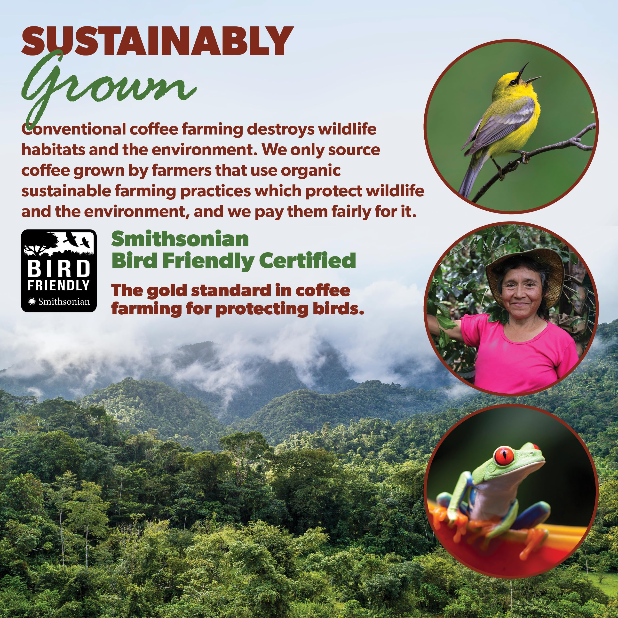 Java Planet plantación en Huehuetenango mostrando prácticas sostenibles