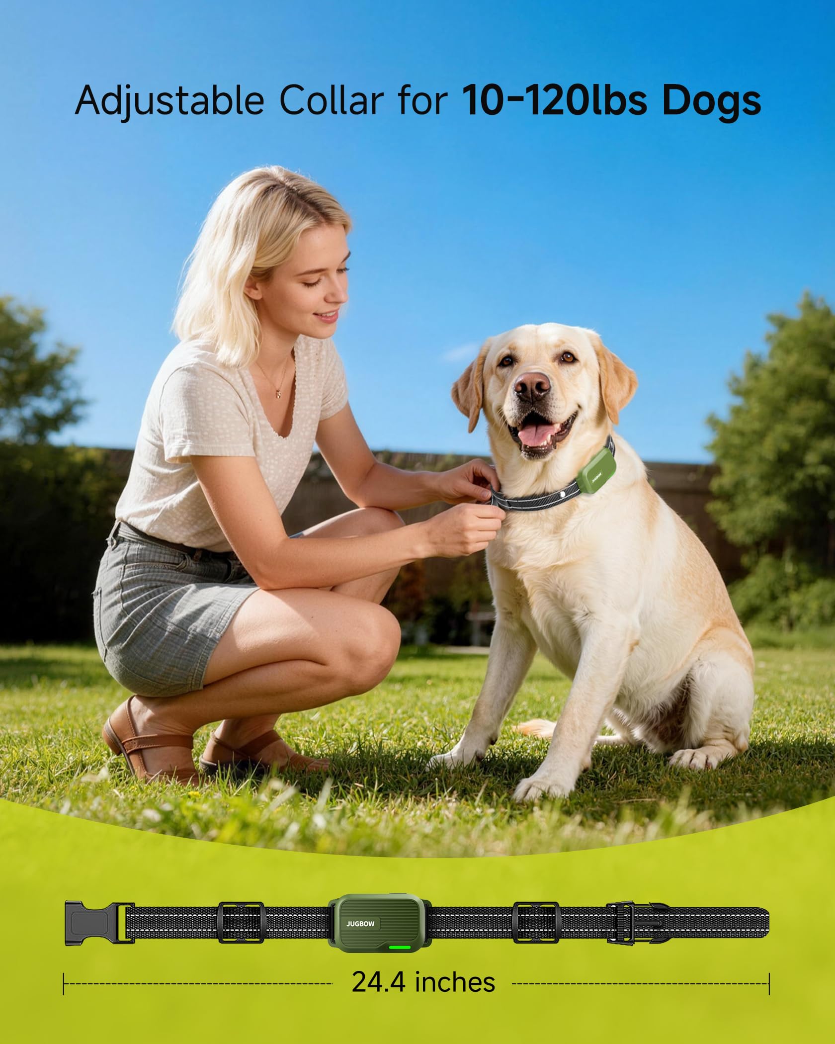 Jugbow dos perros con collares en campo abierto, entrenamiento simultáneo