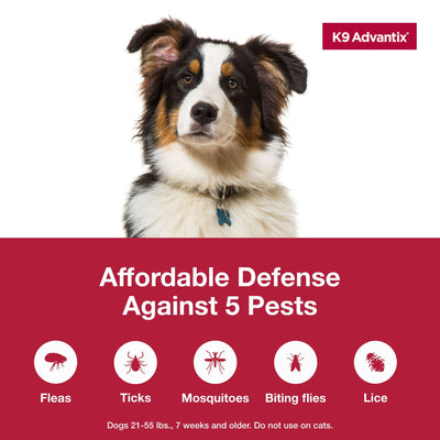 Aplicación de K9 Advantix en hombro de perro para protección mensual