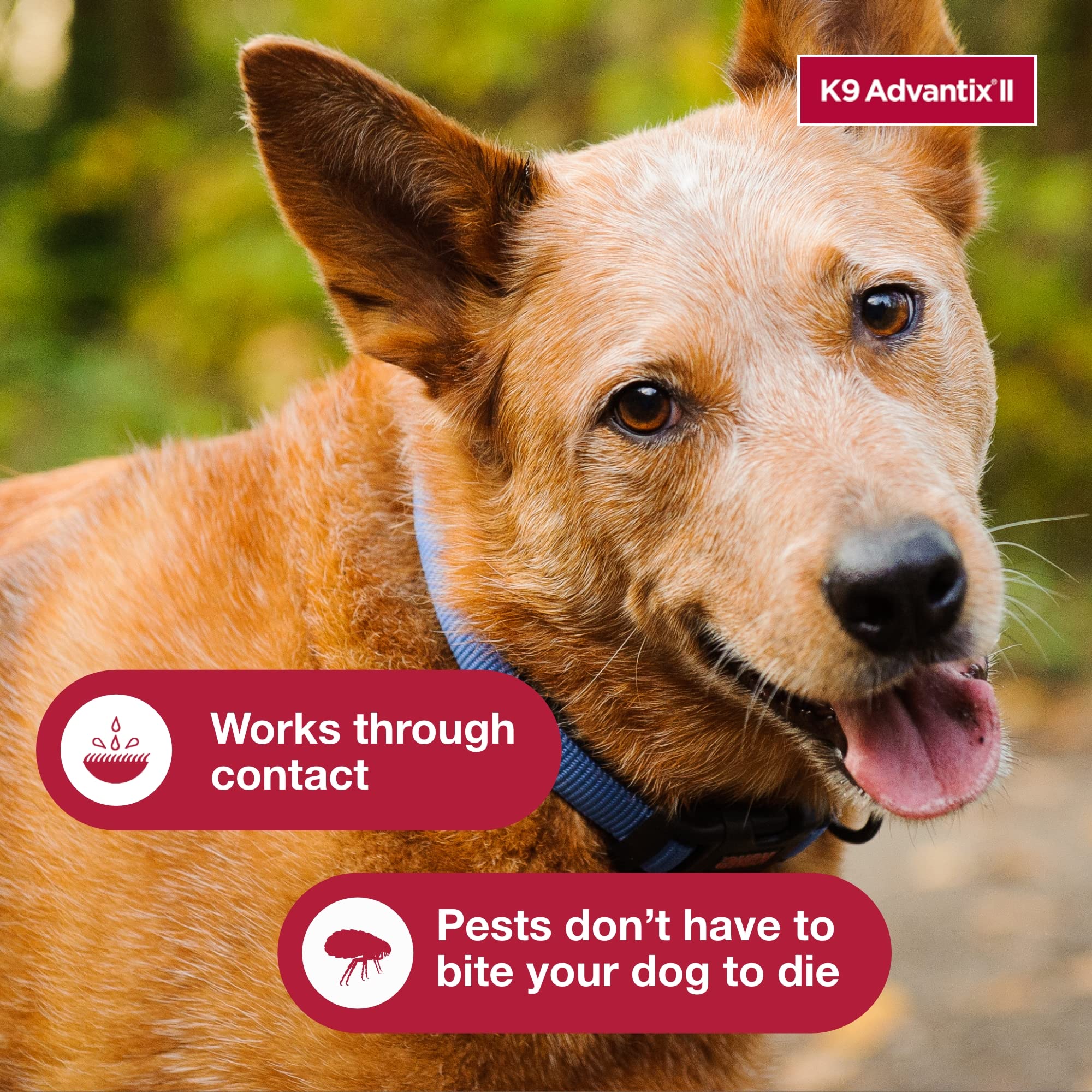 K9 Advantix veterinario mostrando recomendación durante consulta