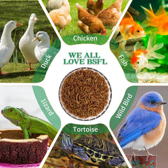 KAYHEN larvas BSFL en comedero siendo consumidas por gallinas activas