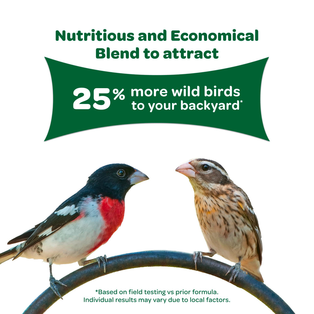 Kaytee mezcla en comedero plataforma atrayendo varias especies de aves
