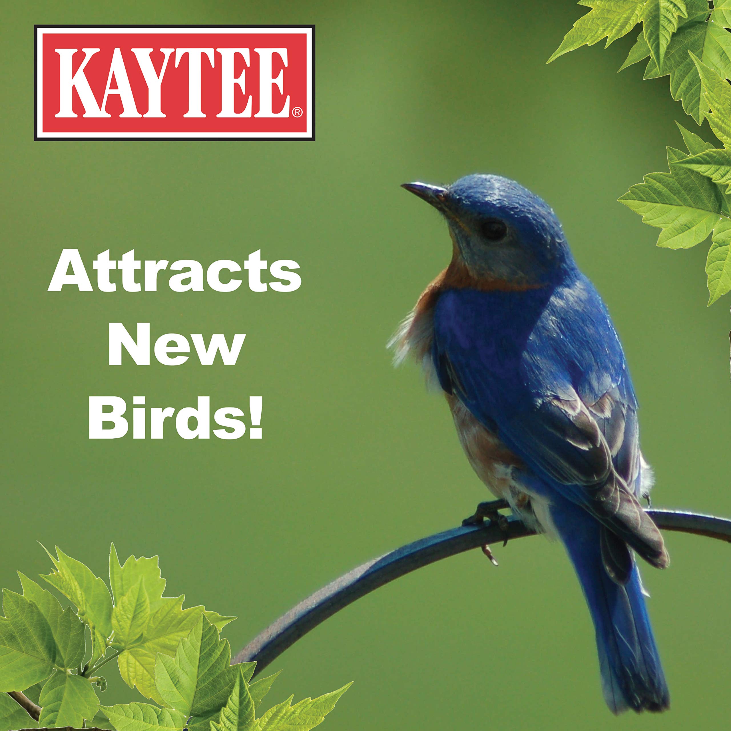 Kaytee gallina comiendo mealworms como suplemento proteico