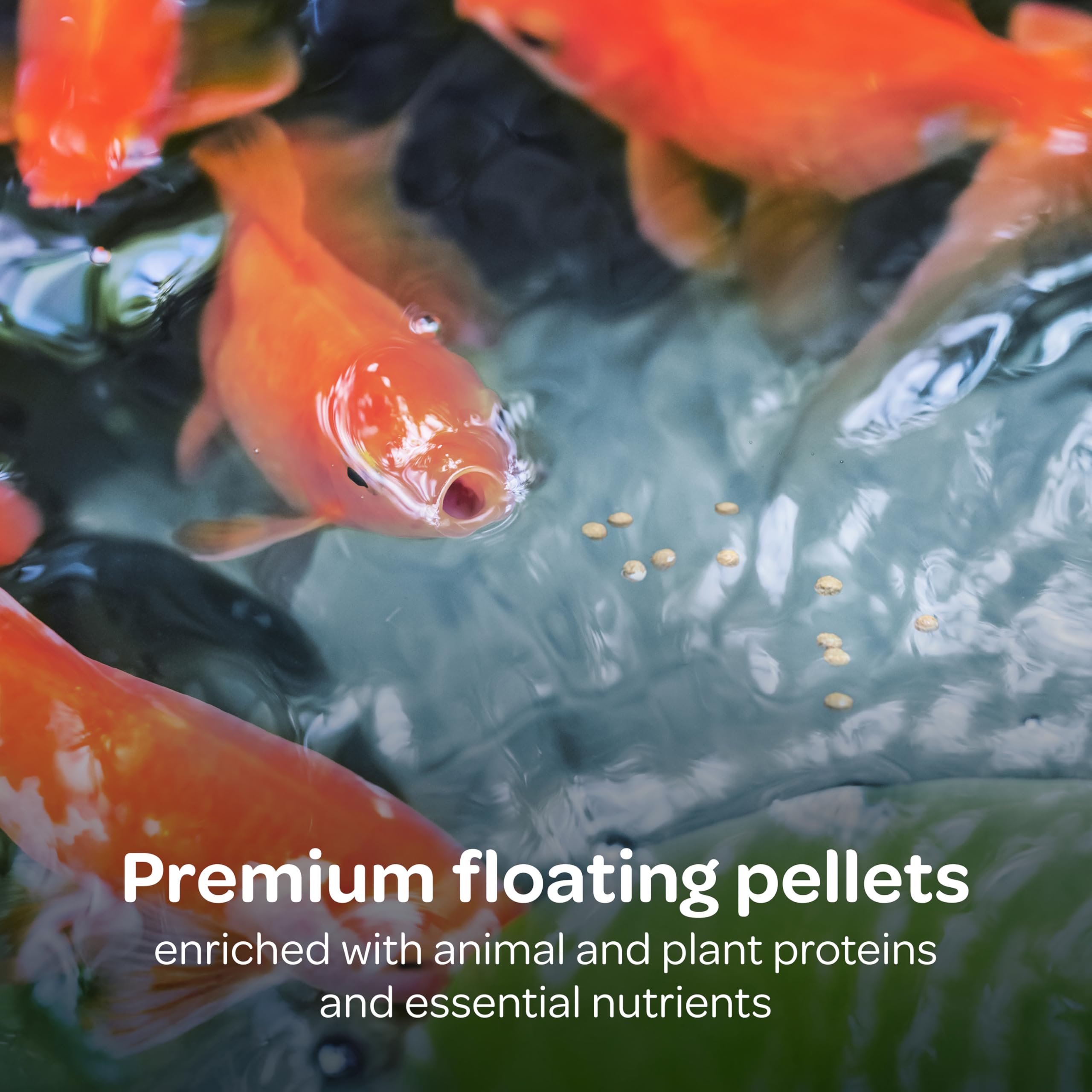 Kaytee Koi’s Choice pellets in a bowl ready for measured feeding