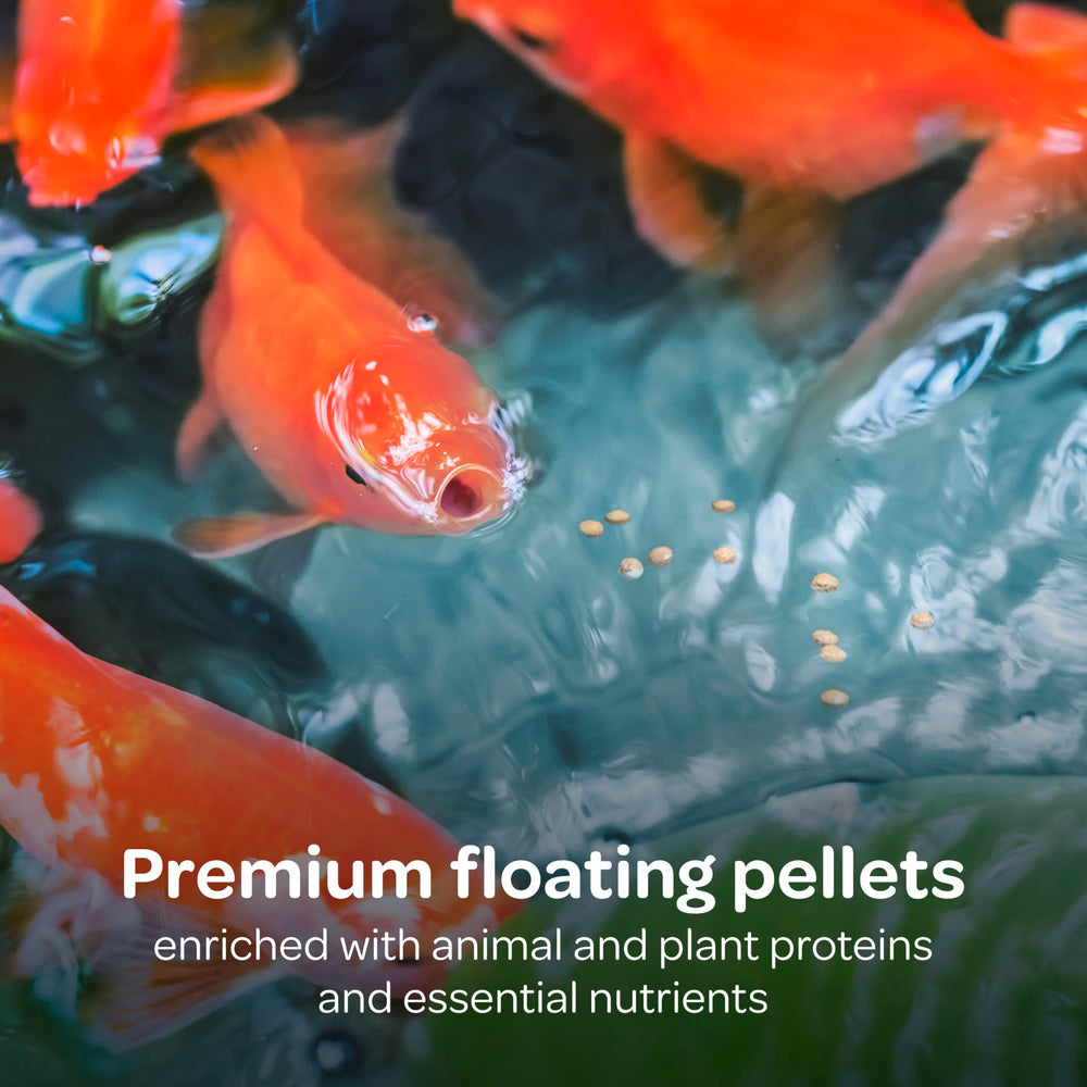 Kaytee Koi’s Choice pellets in a bowl ready for measured feeding