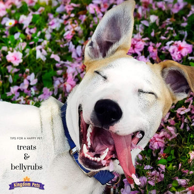 Kingdom Pets perro disfrutando snack en parque, ideal para refuerzo y diversión