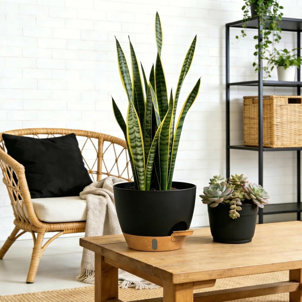 KUGAZ comparación tamaños 12, 10 y 8 pulg para diferentes plantas