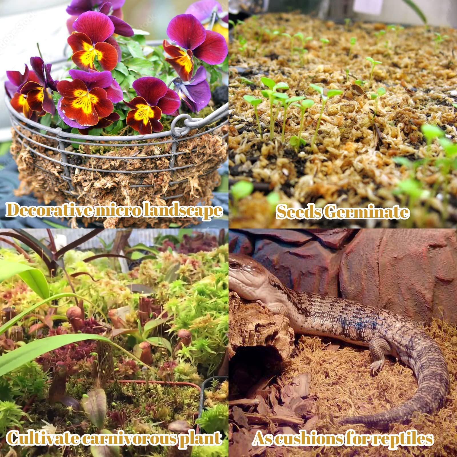 Legigo moss used as terrarium lining to maintain humidity and plants
