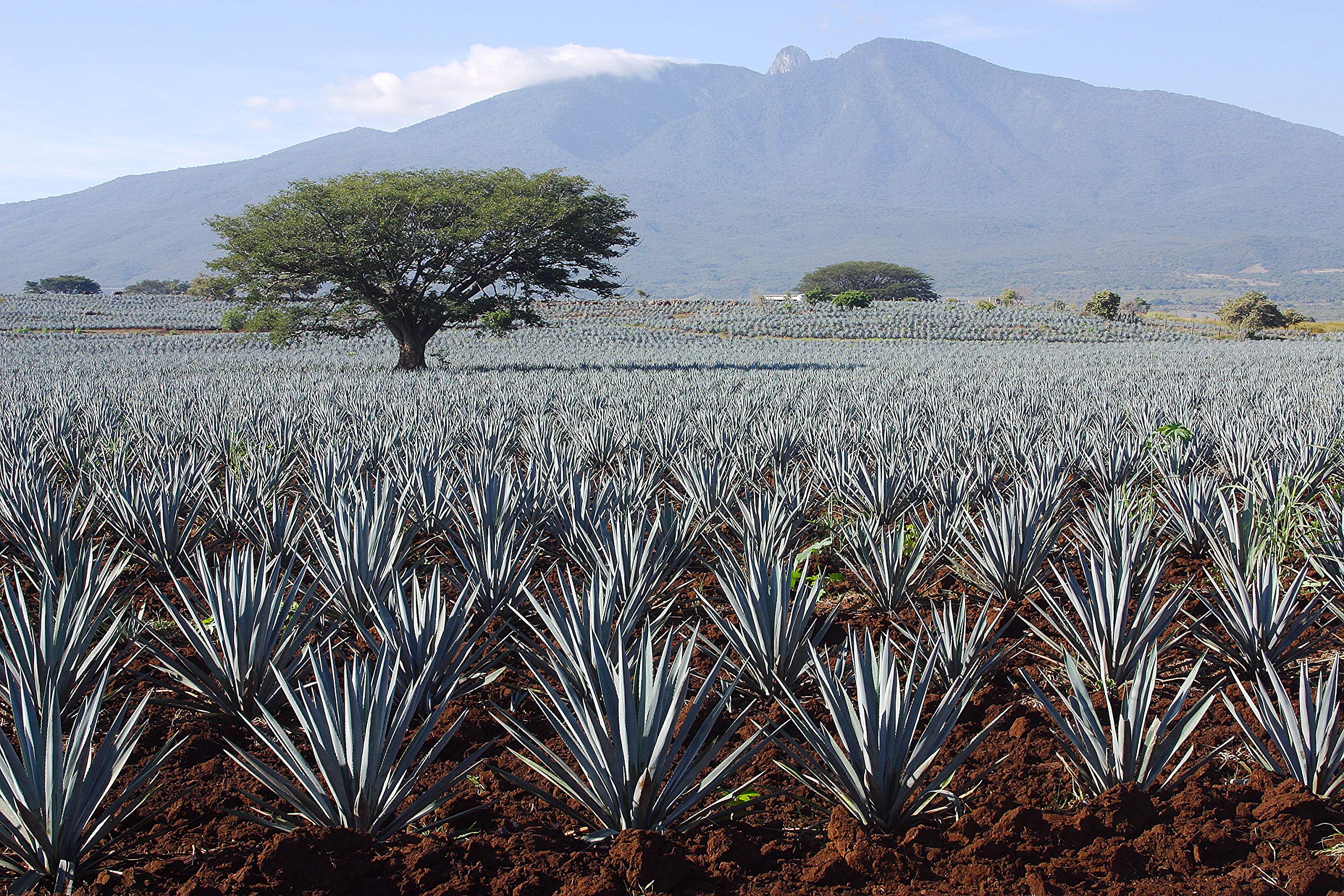 Madhava agave at an organic agave farm illustrating sustainable sourcing