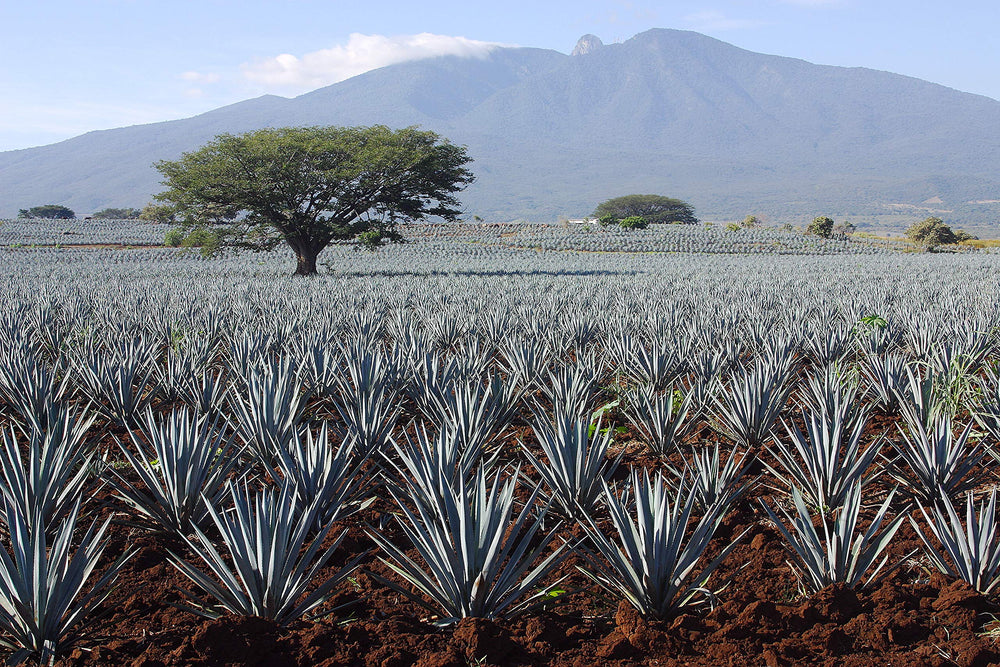 Madhava agave at an organic agave farm illustrating sustainable sourcing