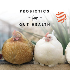 Manna Pro gallina comiendo del comedero, promueve puesta constante