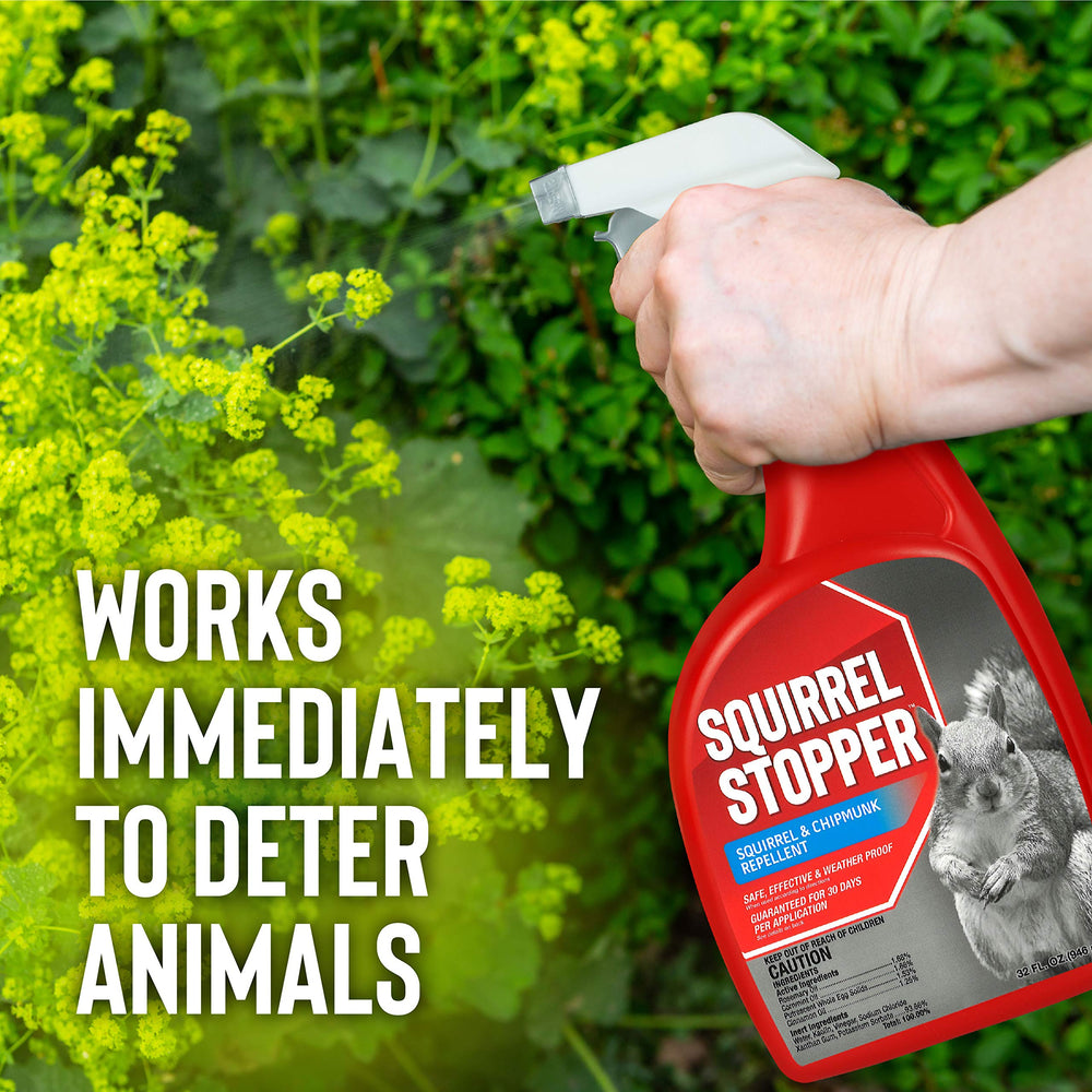 Messinas treating bird feeder to protect seed from squirrels