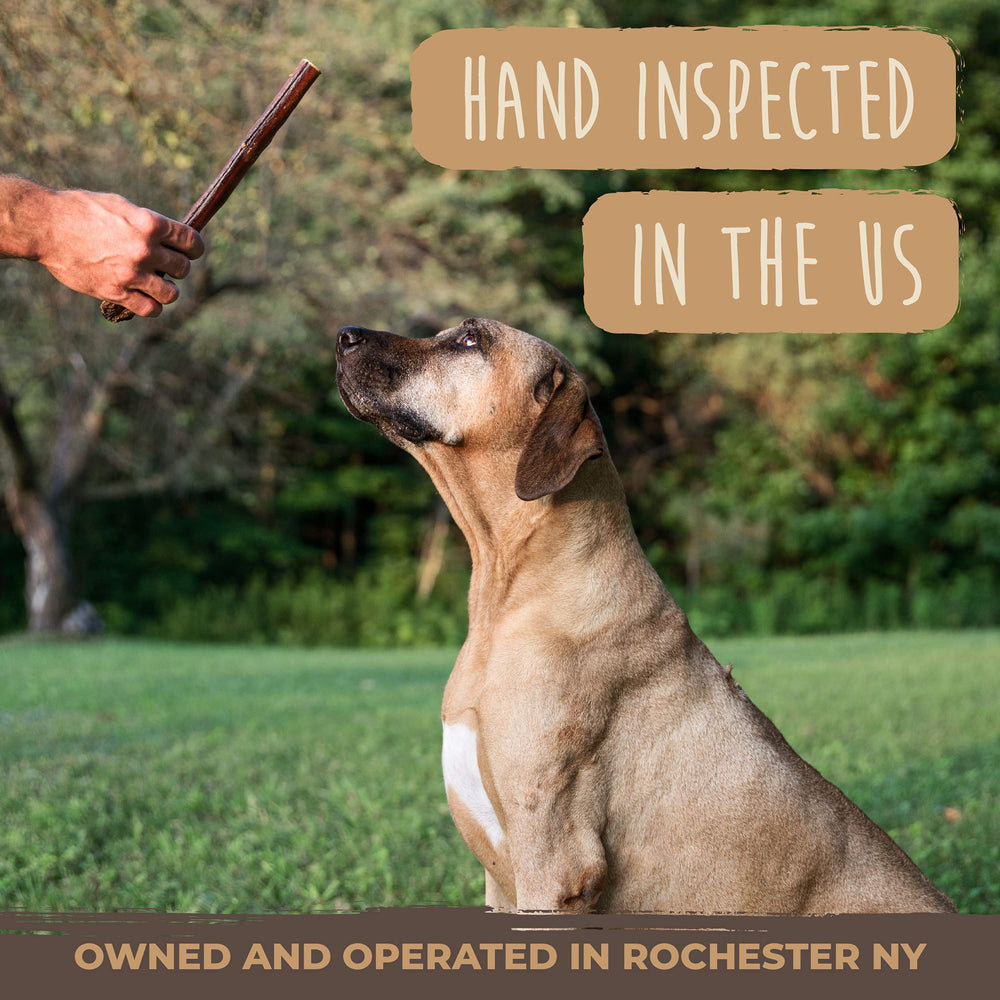Mighty Paw dog enjoying stick outdoors showing happy, active pet benefit