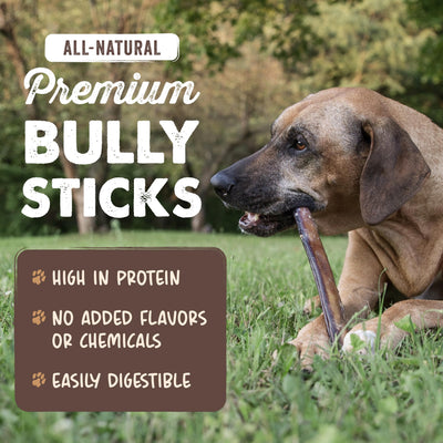 Mighty Paw single bully stick close-up highlighting durability