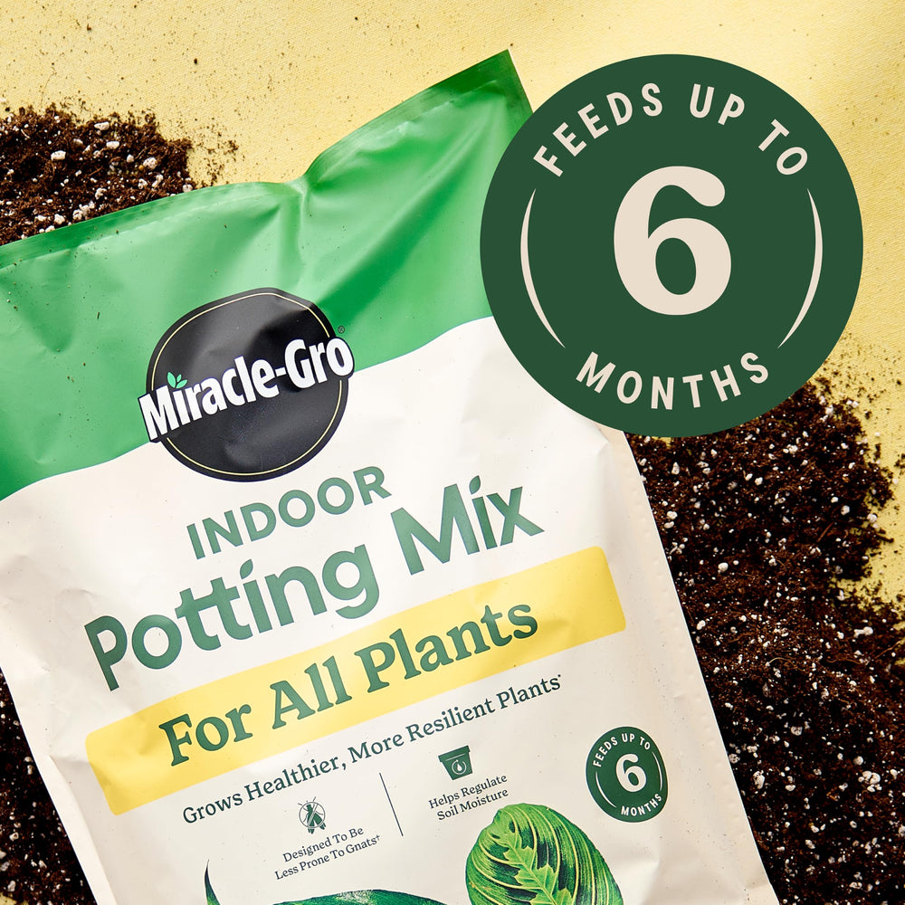 Miracle-Gro maceta en uso con planta saludable tras trasplante, favorece raíces fuertes