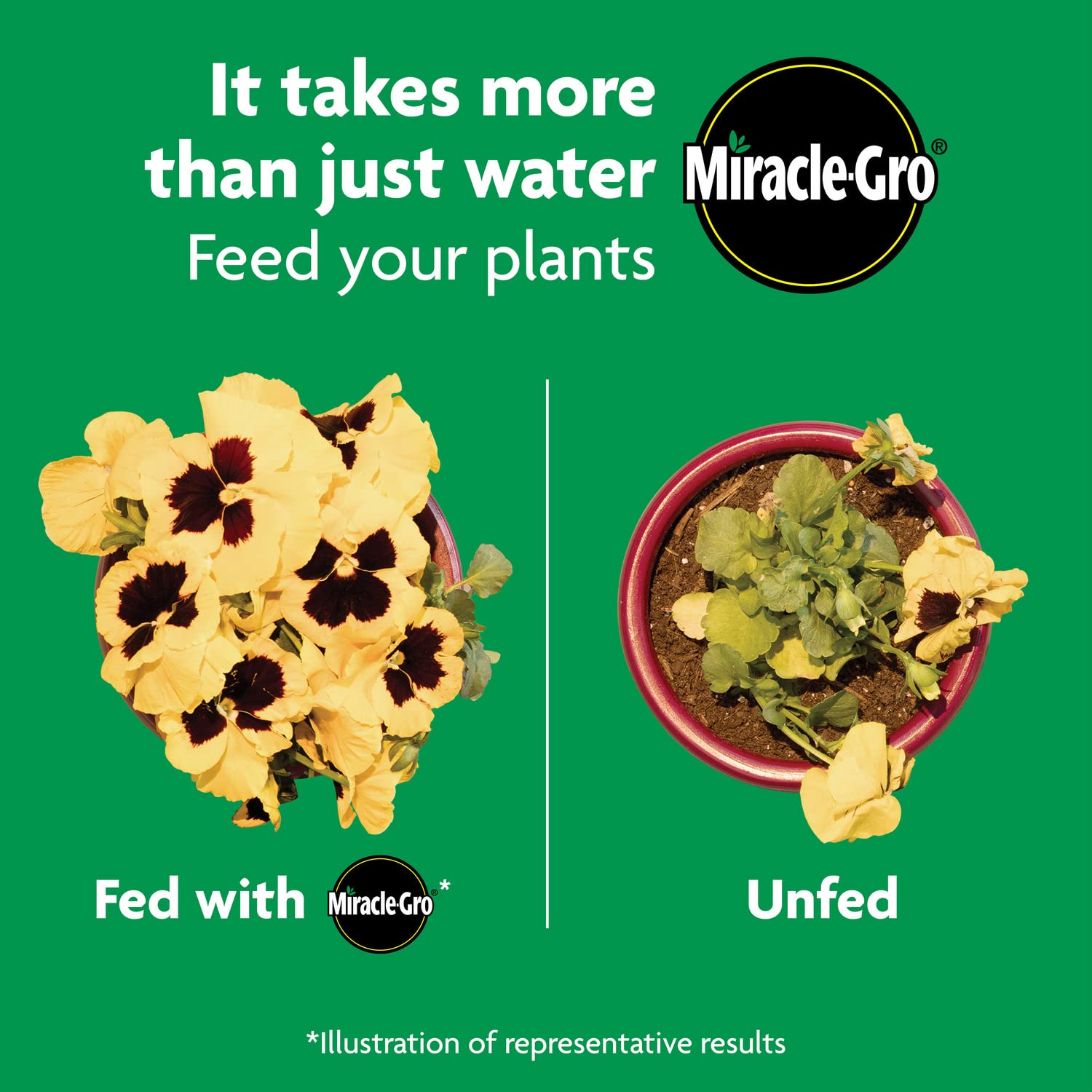 Miracle-Gro in soil close-up with roots showing improved root support