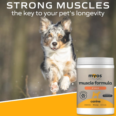 happy dog eating food with MYOS showing improved appetite and acceptance