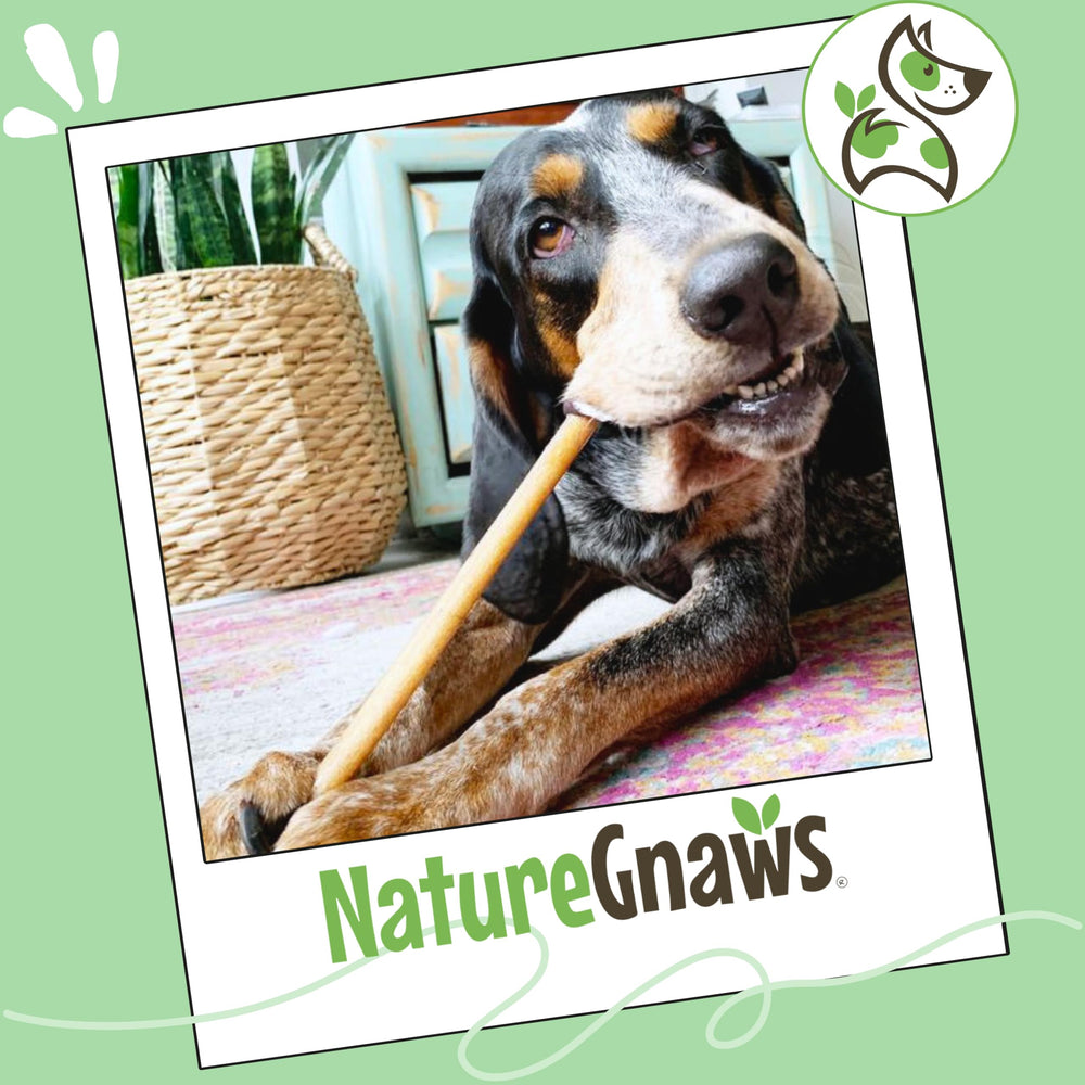 Nature Gnaws comparación visual entre rawhide y bully stick para elegir opción segura
