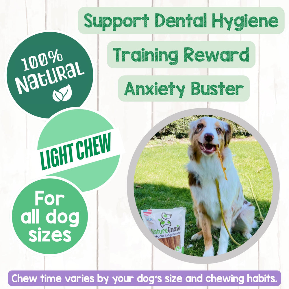 Nature Gnaws perro masticando tendón para entretenimiento y limpieza dental