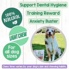 Nature Gnaws perro masticando tendón para entretenimiento y limpieza dental