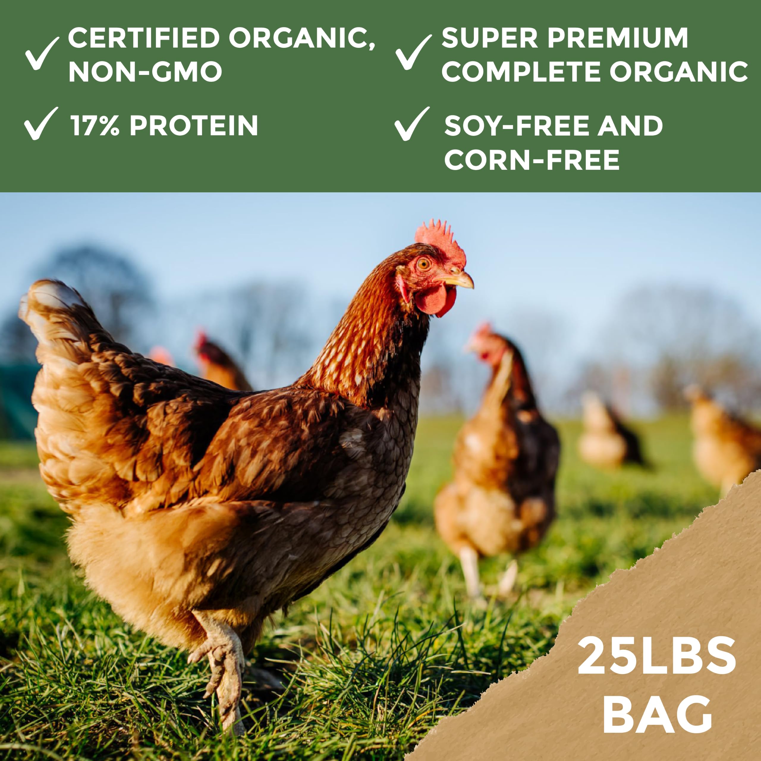 New Country Organics gallinas comiendo, mejora comportamiento y postura