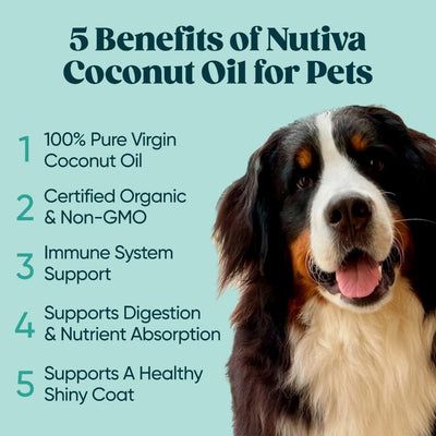 Organic coconut farm scene for Nutiva, underlining sustainable sourcing and farmer partnership