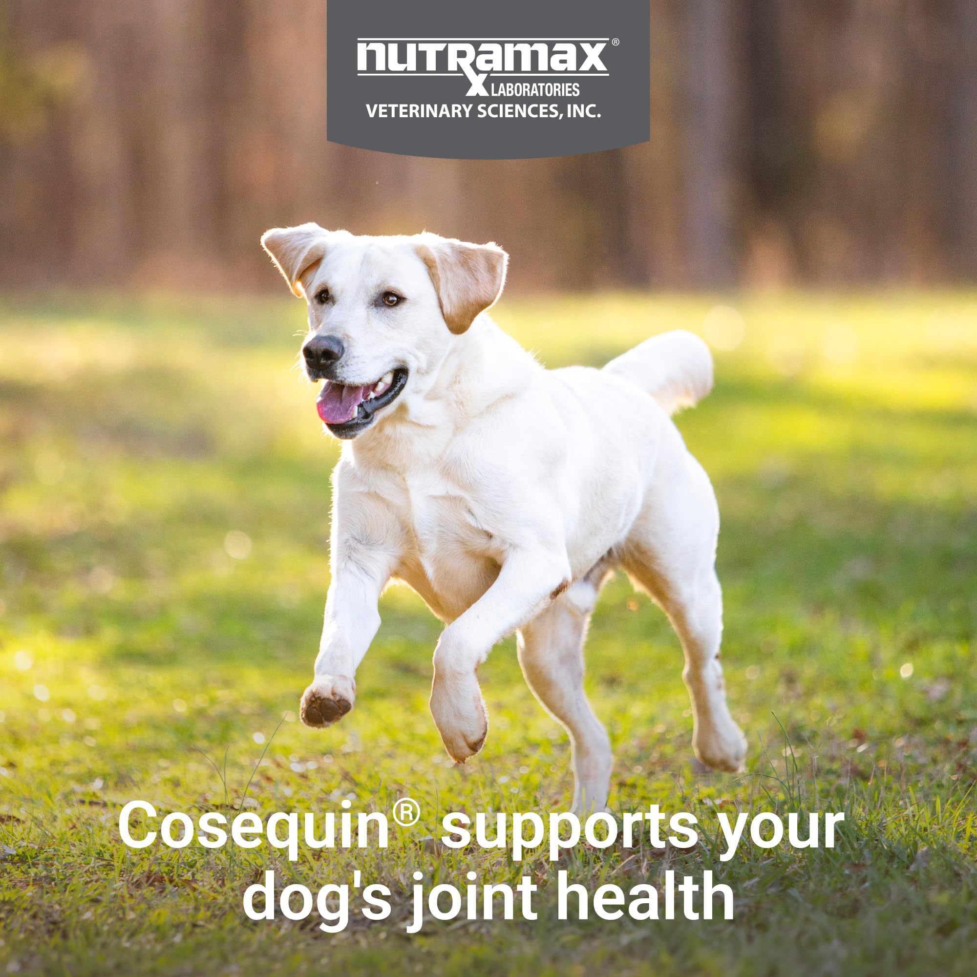 Cosequin comprimido masticable en primer plano con aspecto apetecible