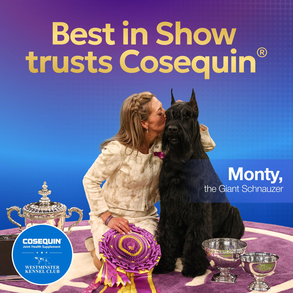 Nutramax Cosequin perro disfrutando del masticable beneficios para aceptación diaria