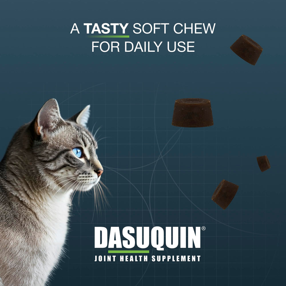 Gato comiendo Dasuquin Nutramax, aceptación y administración sencilla