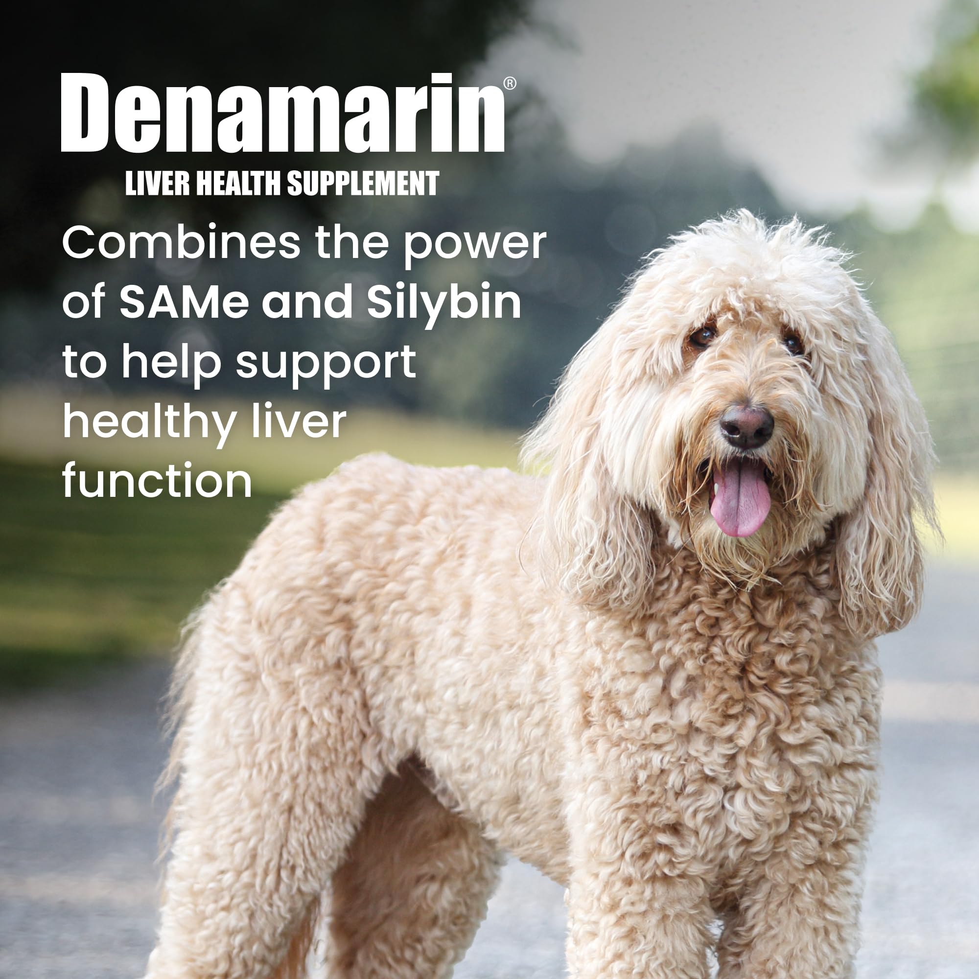Nutramax Denamarin single coated tablet close-up highlighting smooth coating and easy administration
