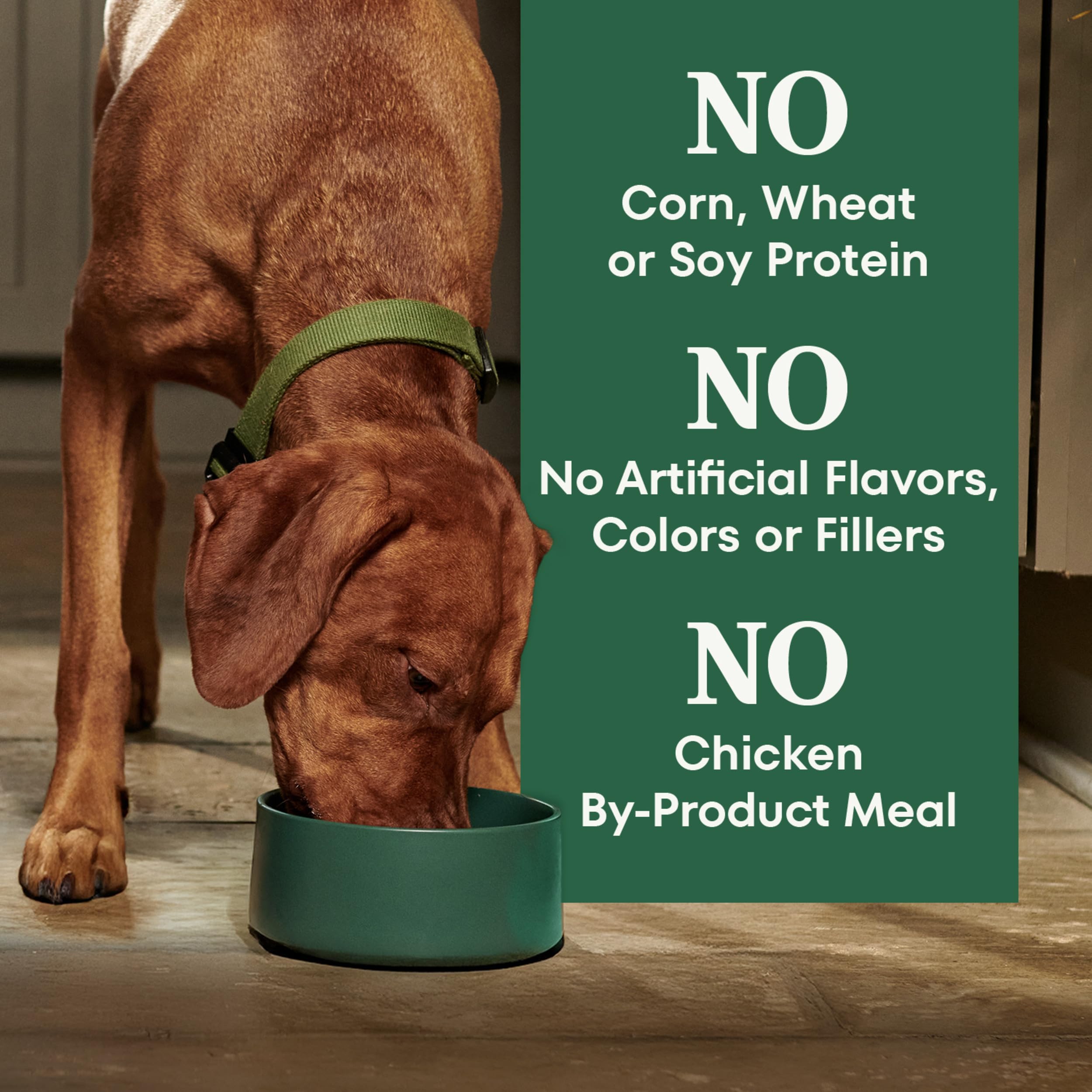 Nutro perro comiendo en cocina transmitiendo aceptación y momento de alimentación