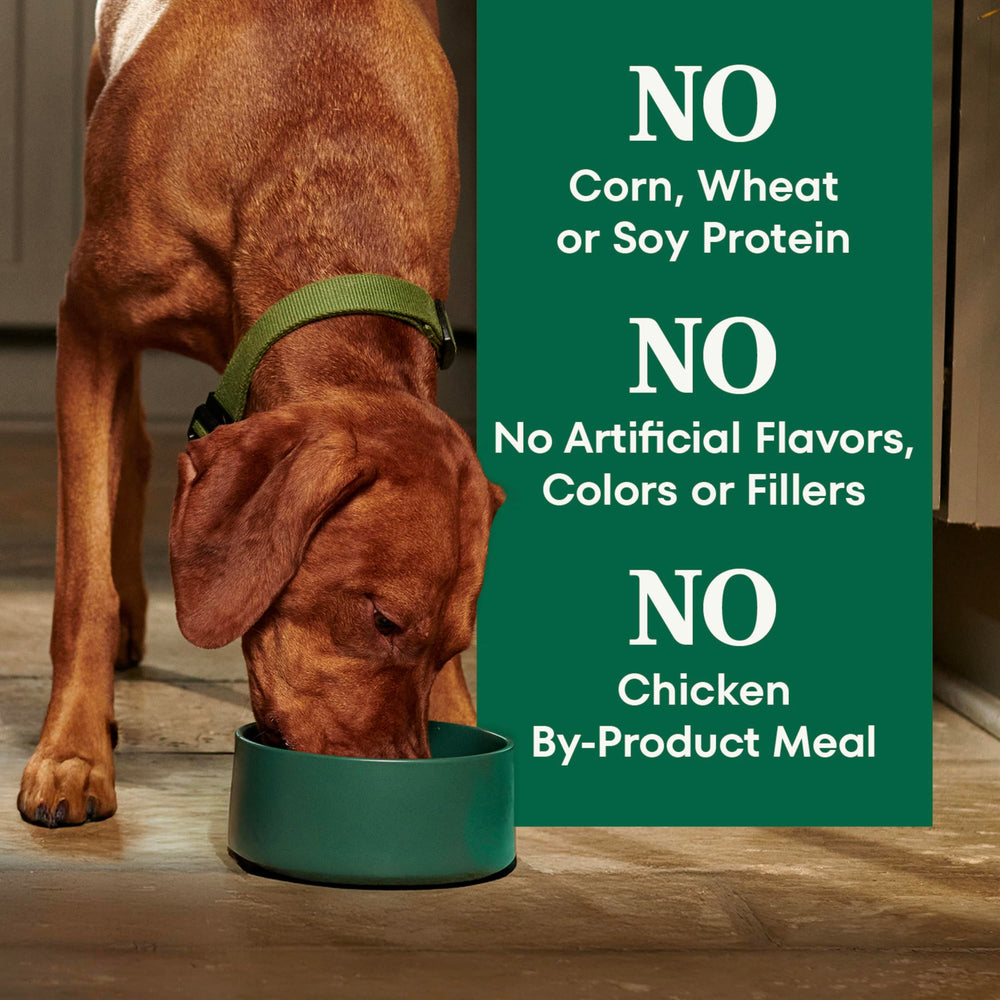 Nutro perro comiendo en cocina transmitiendo aceptación y momento de alimentación