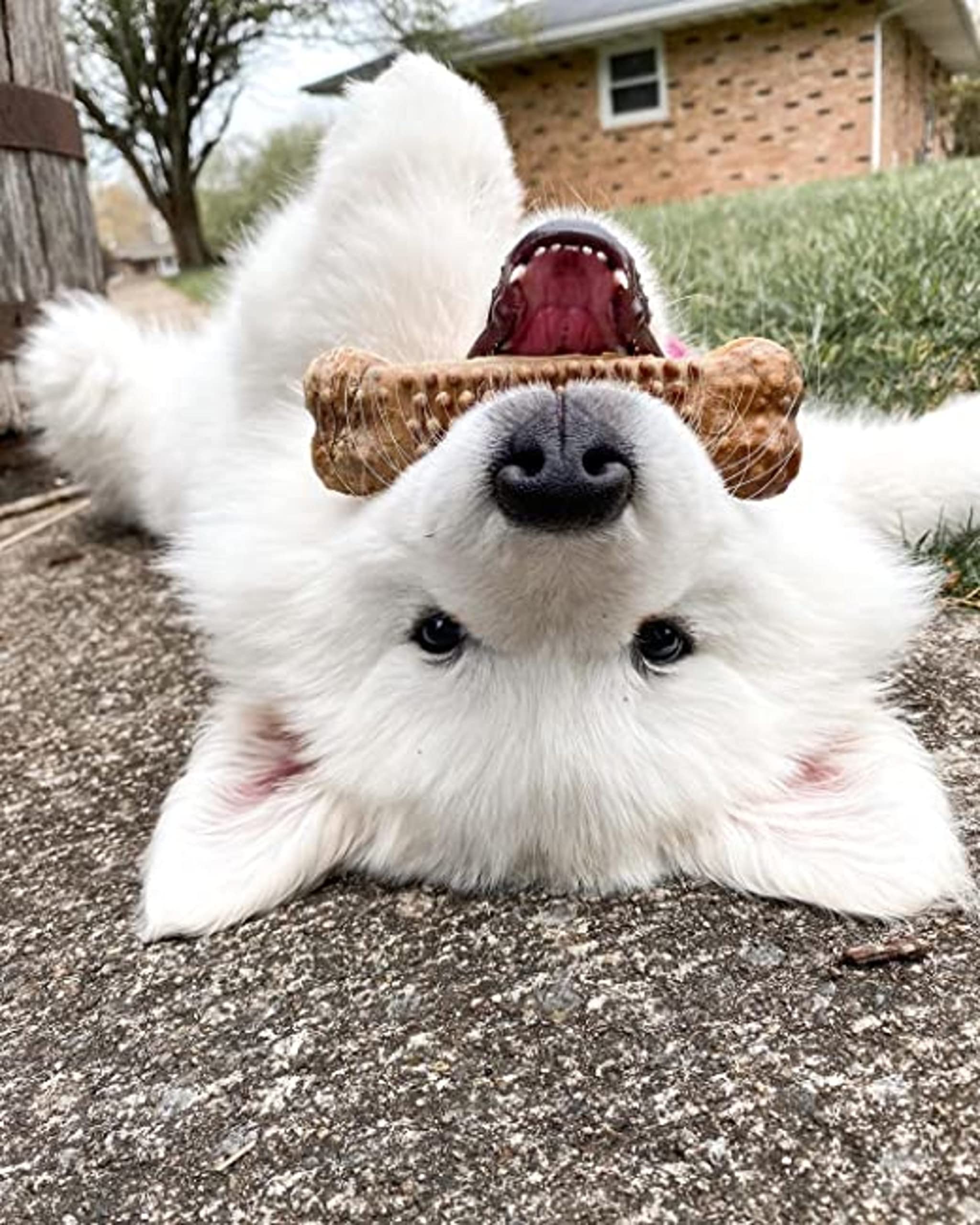 Nylabone Nubz beside a hand illustrating chew size for large dogs