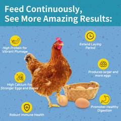 OHNAME gallinas comiendo en comedero beneficiándose del alimento proteico