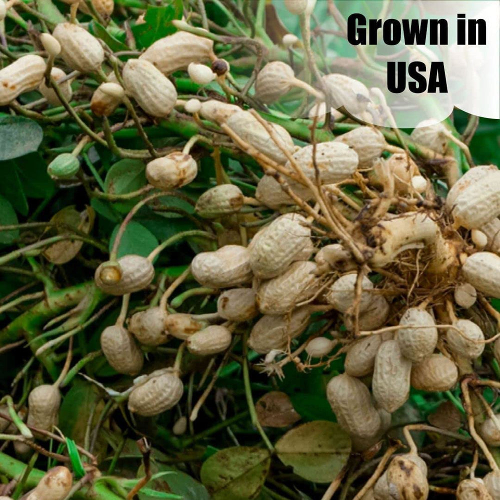 Old Potters peanuts displayed on a feeder inviting backyard squirrels and birds