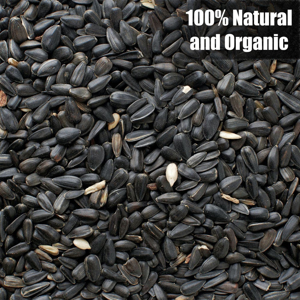 Old Potters primer plano de semillas negras mostrando textura natural y calidad nutritiva