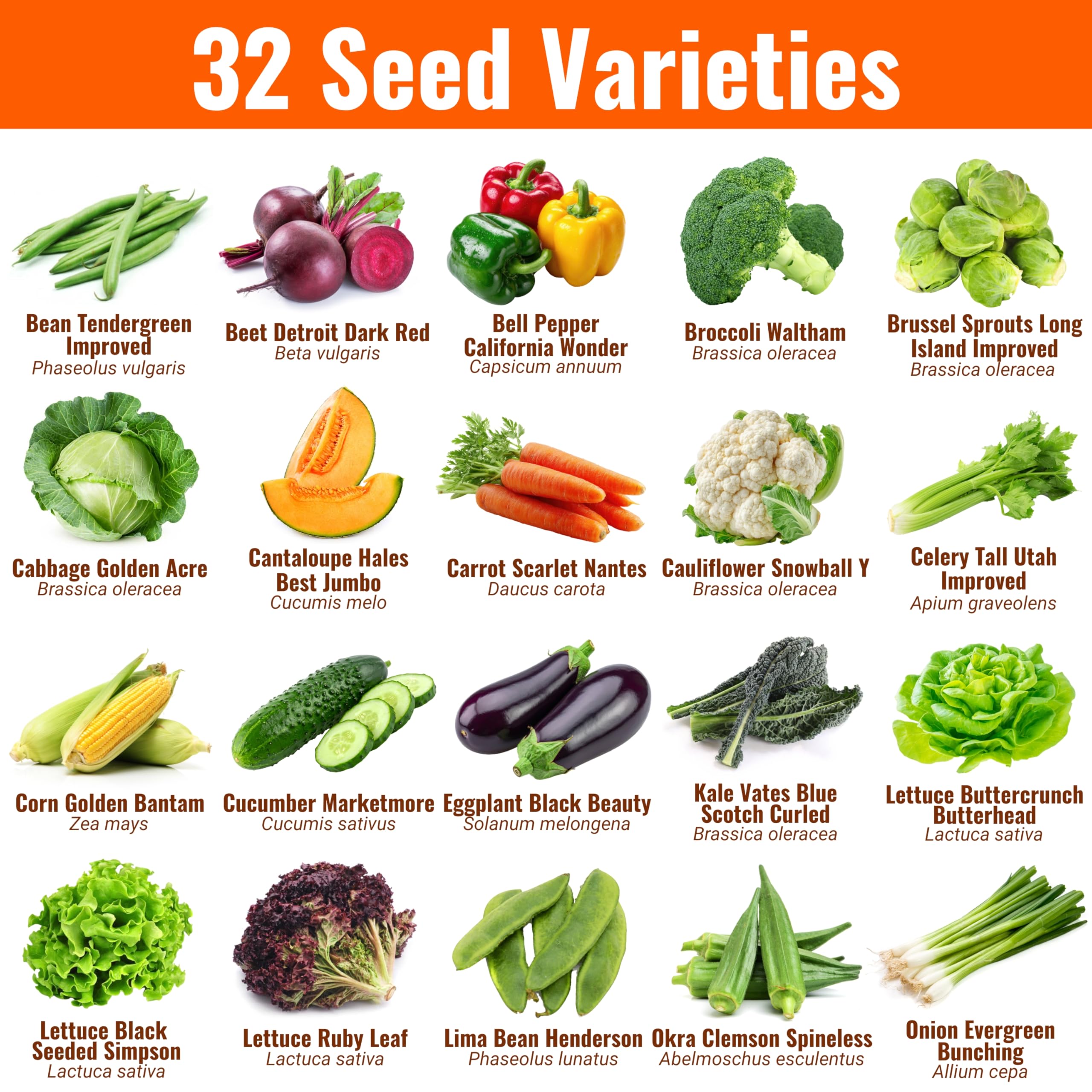 Open Seed Vault sobres individuales reseñables para conservar semillas frescas