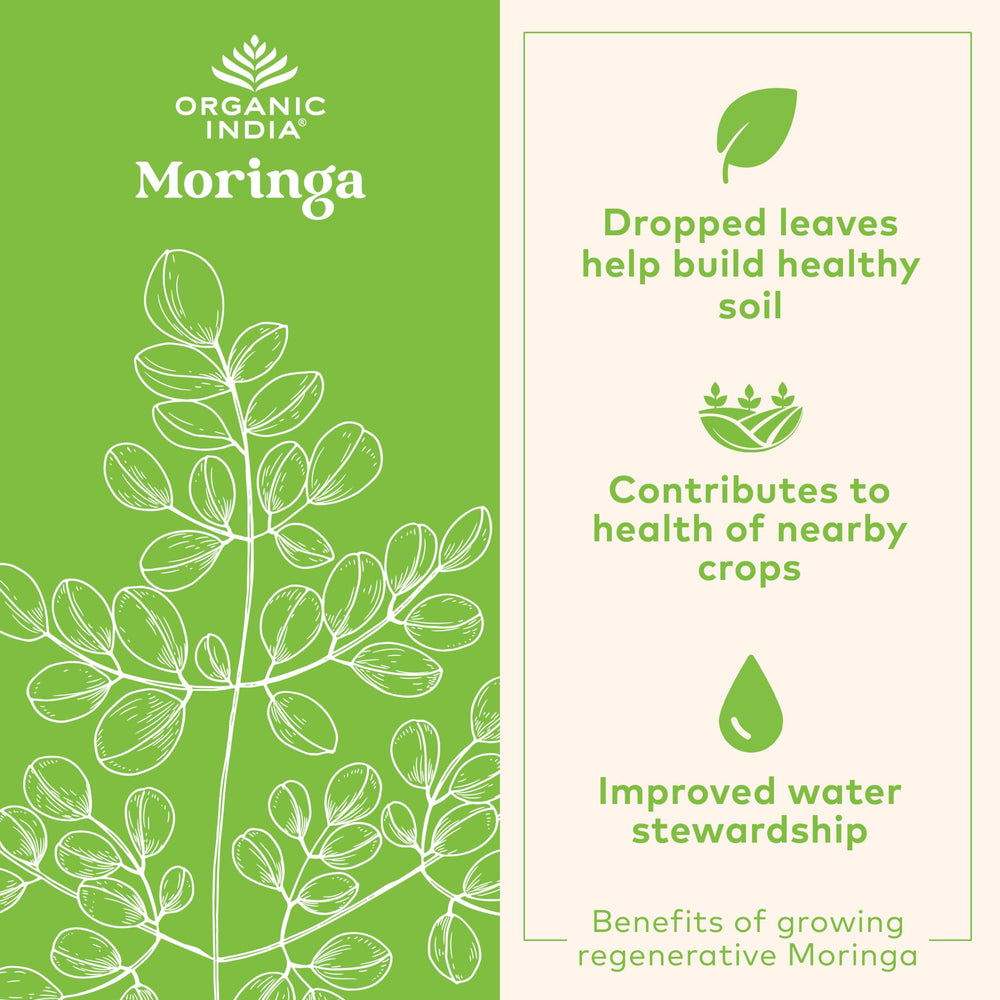 Organic India polvo de moringa en primer plano mostrando textura pura