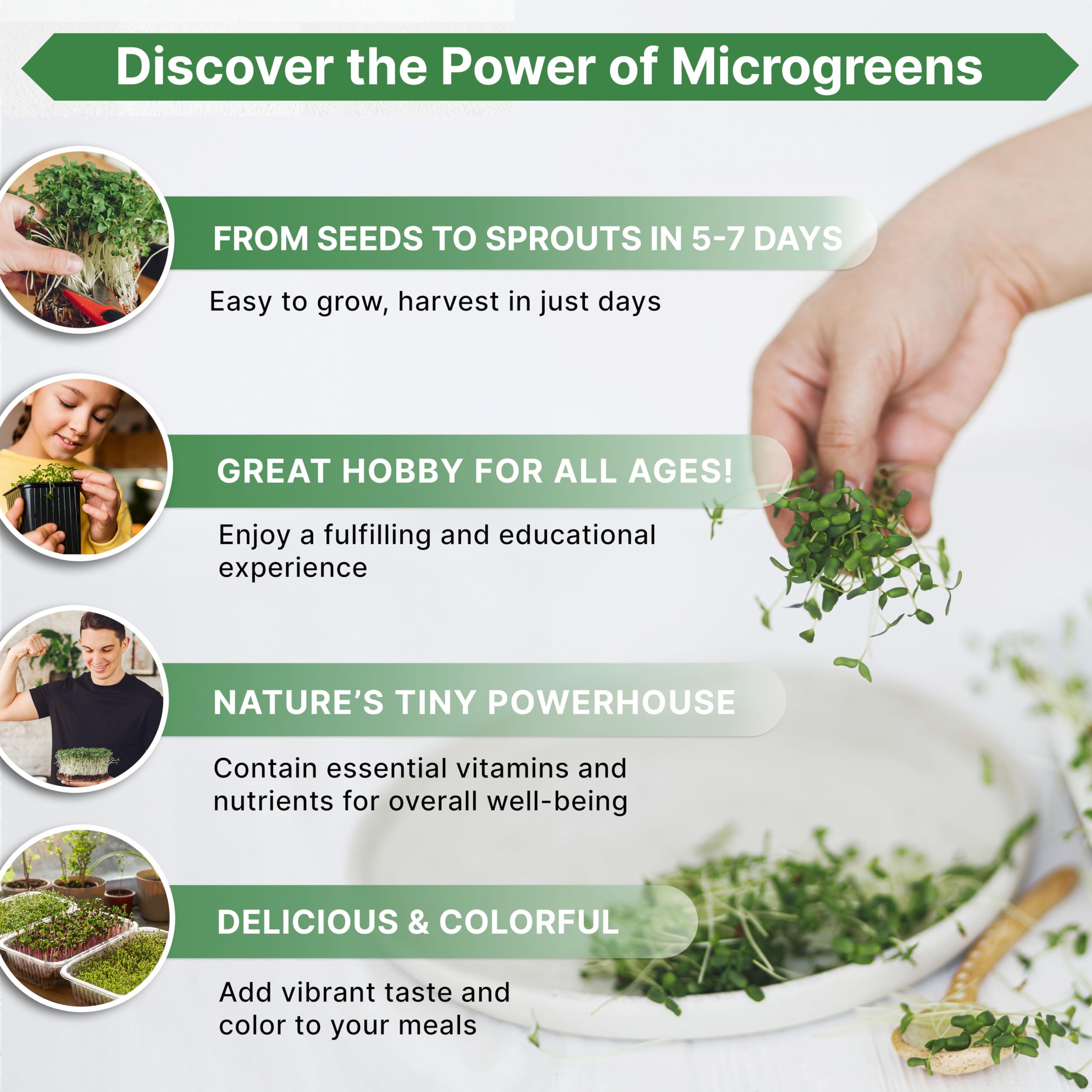 Organo Republic microgreens en bandeja listos para cosechar y usar