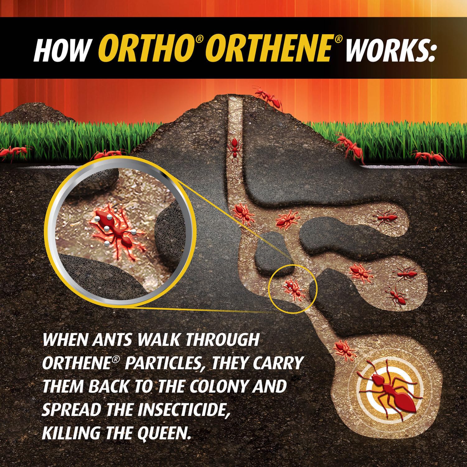 Ortho Orthene cerca de plantas ornamentales protegidas, apto para uso alrededor de jardines