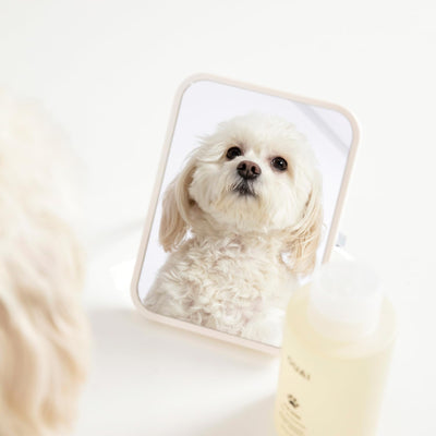 OUAI used on cat during bath showing calming application and coat care benefit