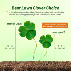 Outsidepride MiniClover sembrado cubriendo parche de césped con verde denso