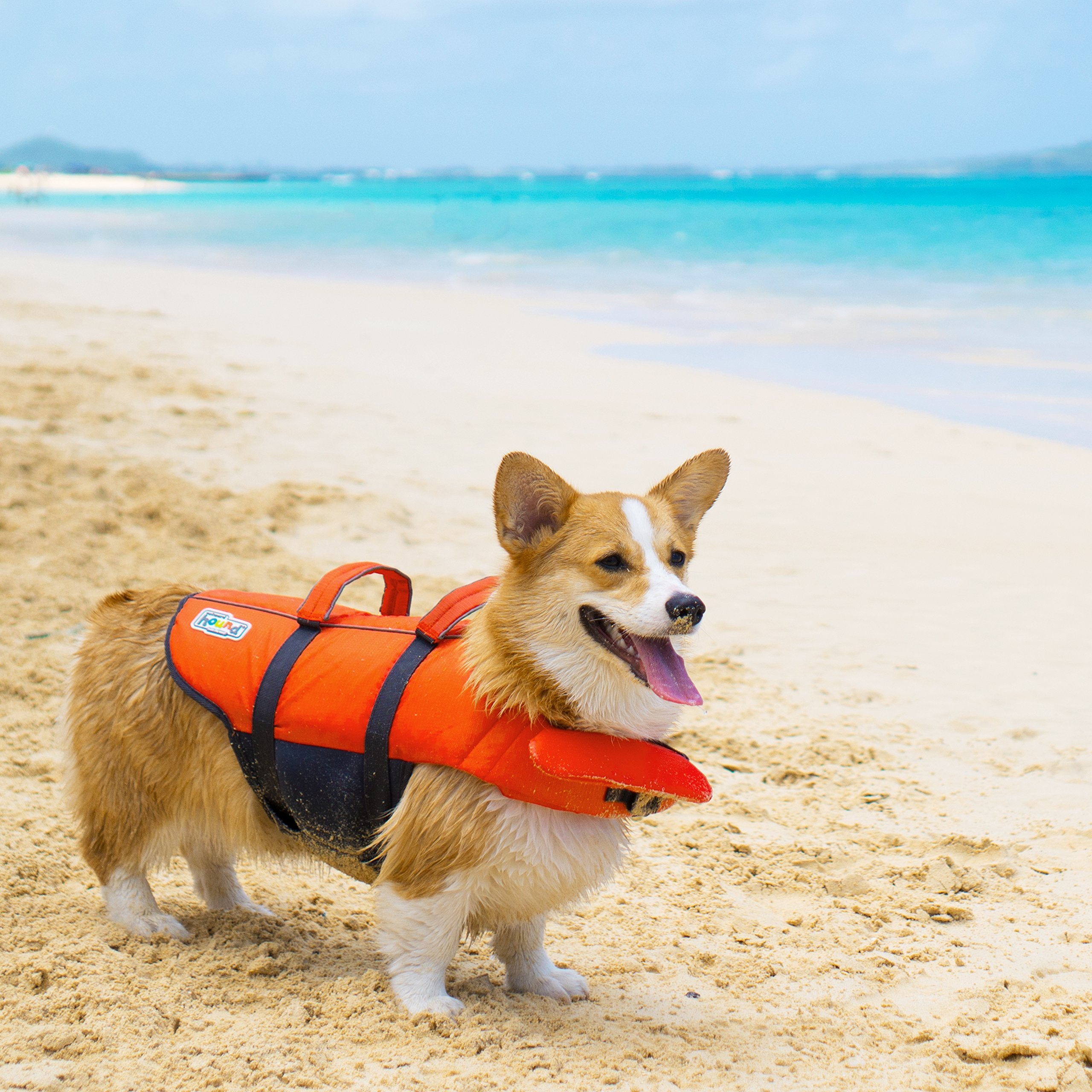 Outward Hound etiqueta con instrucciones y guía de tallas para colocación rápida