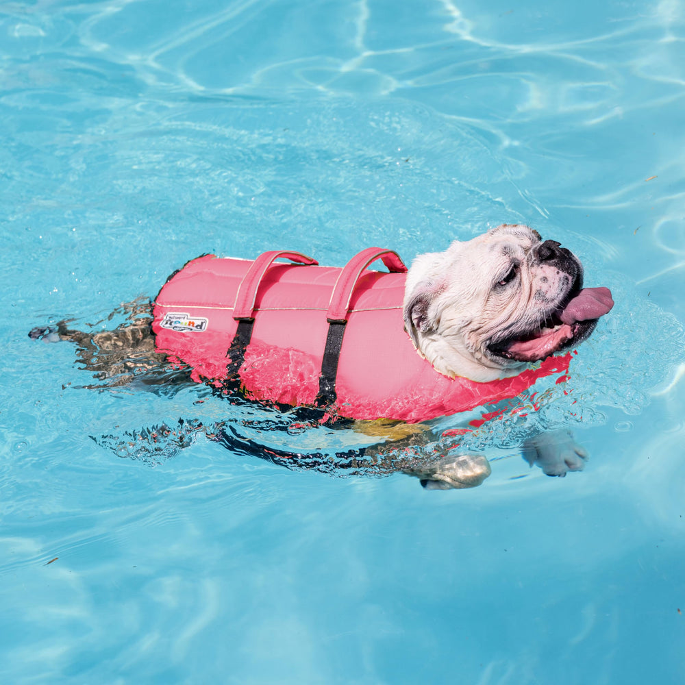Outward Hound small dog wearing jacket while swimming for support
