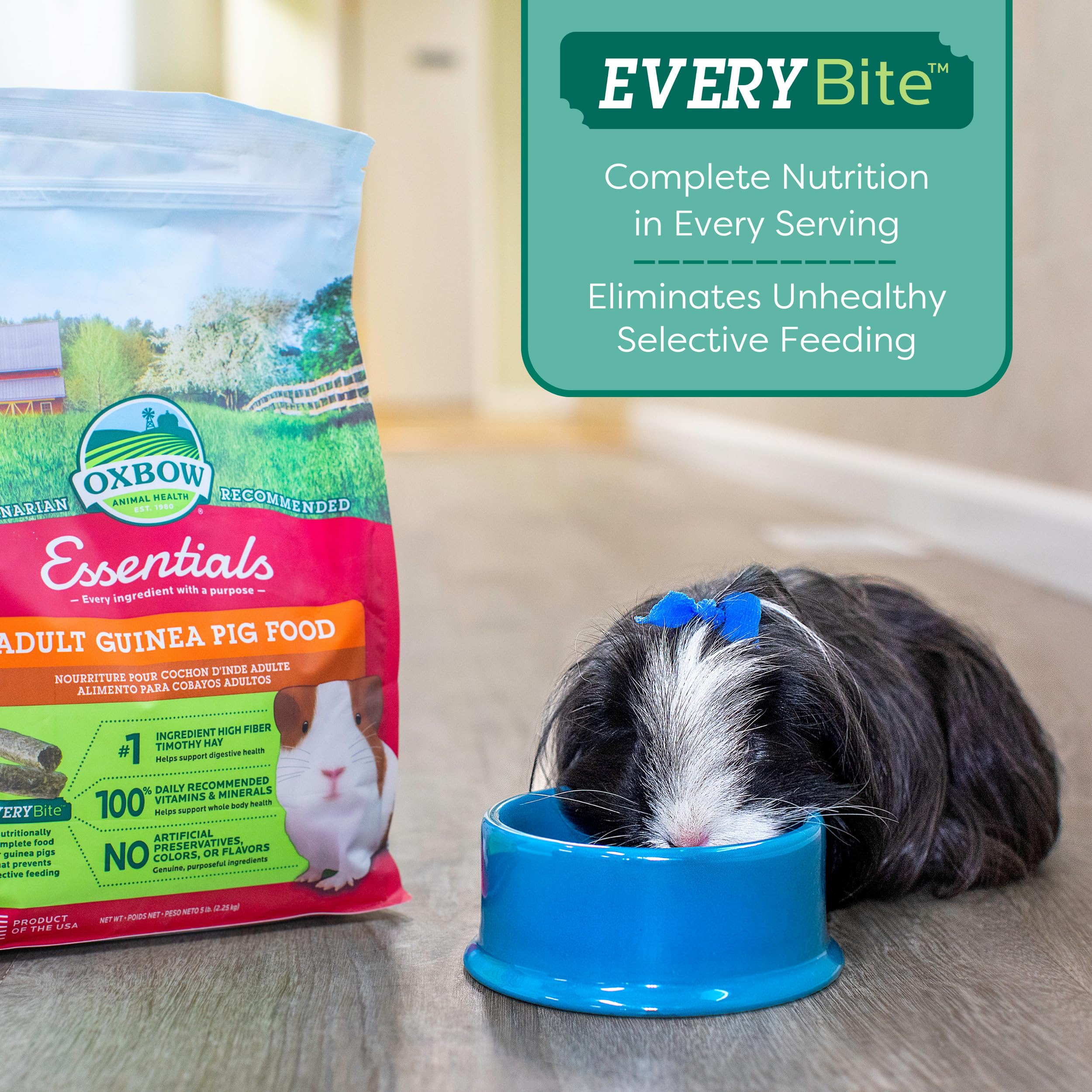 Oxbow cobaya comiendo pellets, promueve alimentación completa diaria