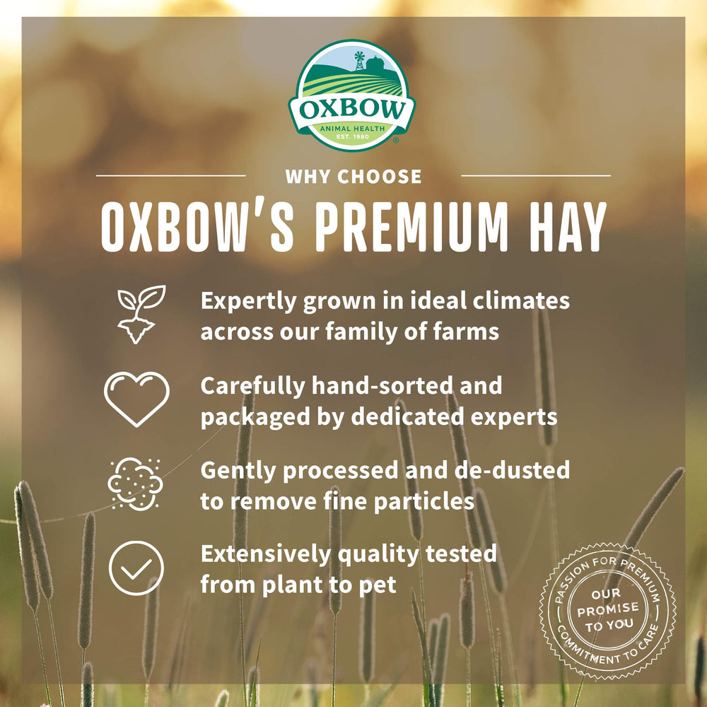 Oxbow closeup of orchard grass blades highlighting soft leafy greens for preference