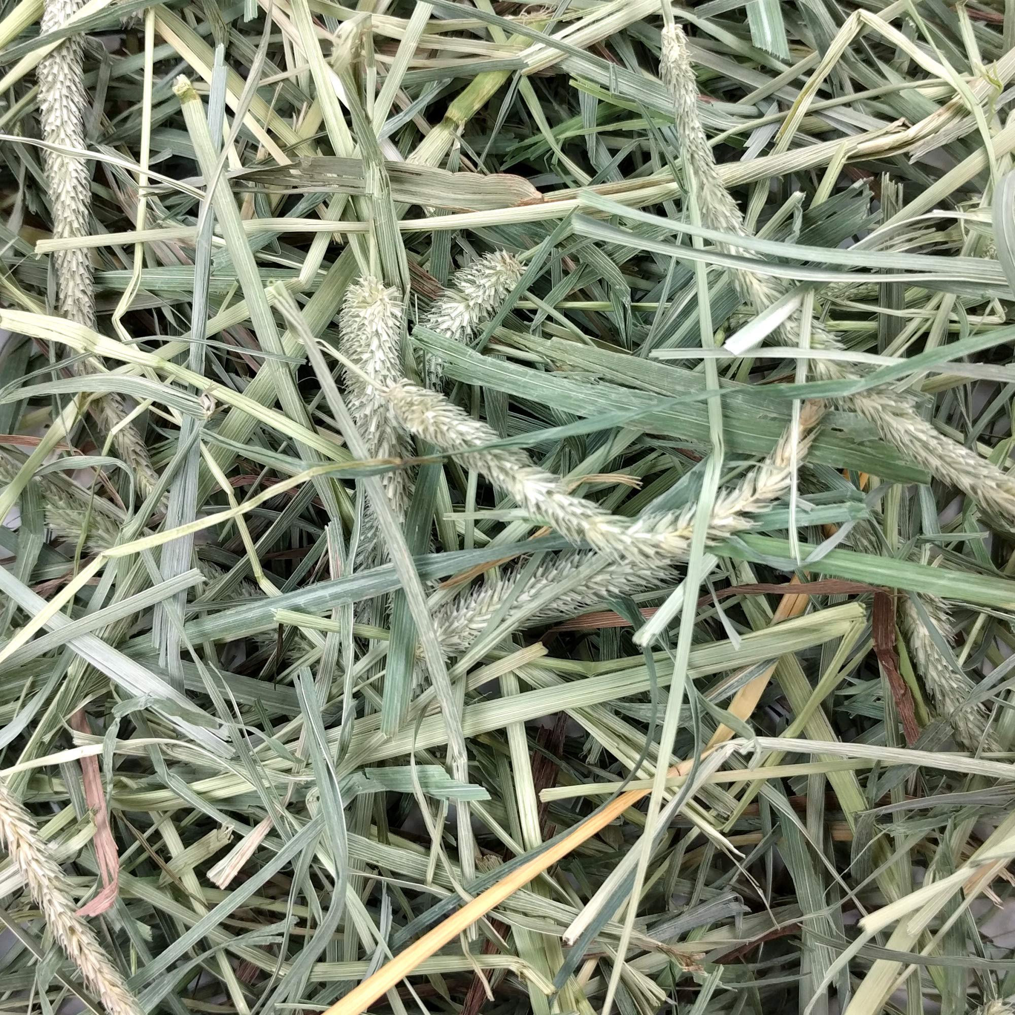 Oxbow hay in bowl with rabbit eating demonstrating enrichment and daily forage